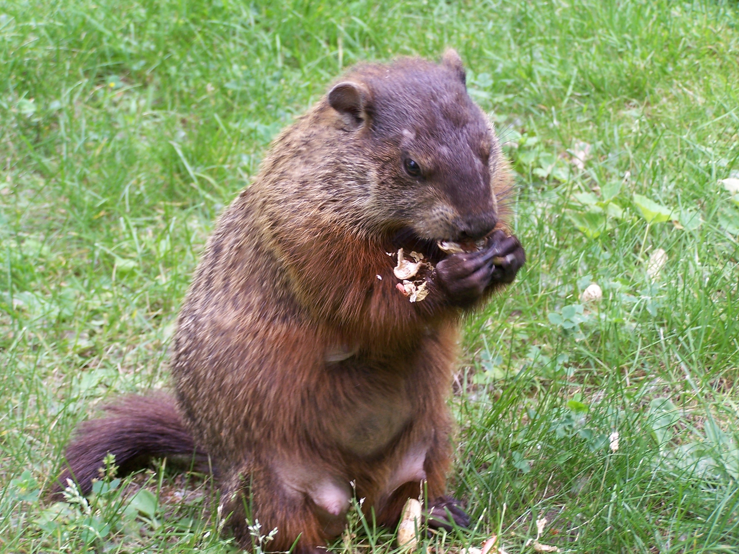 File:Groundhog3.jpg - Wikimedia Commons