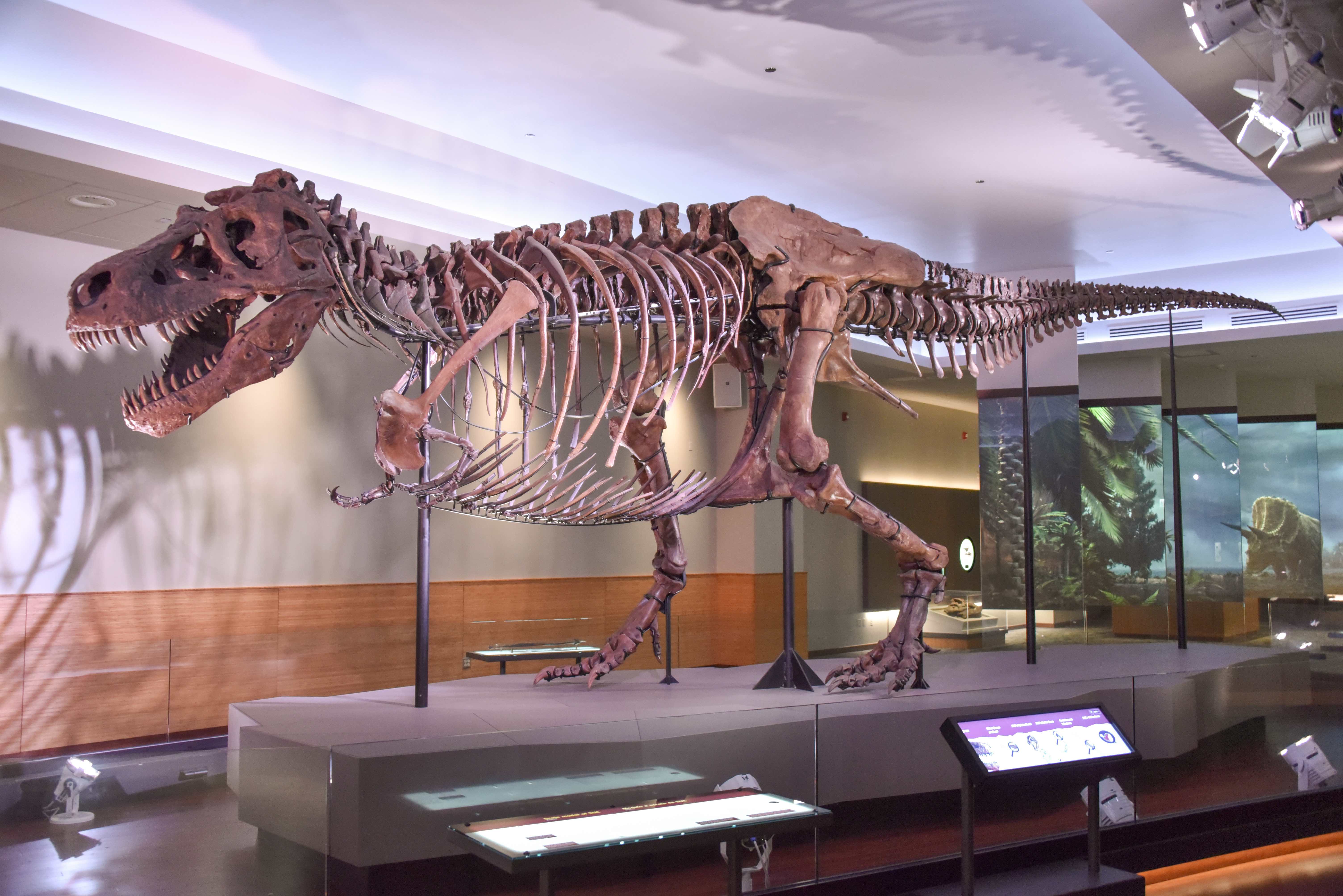 Top 47+ imagen tyrannosaurus rex fossil