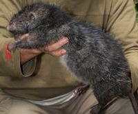 Alpine woolly rat