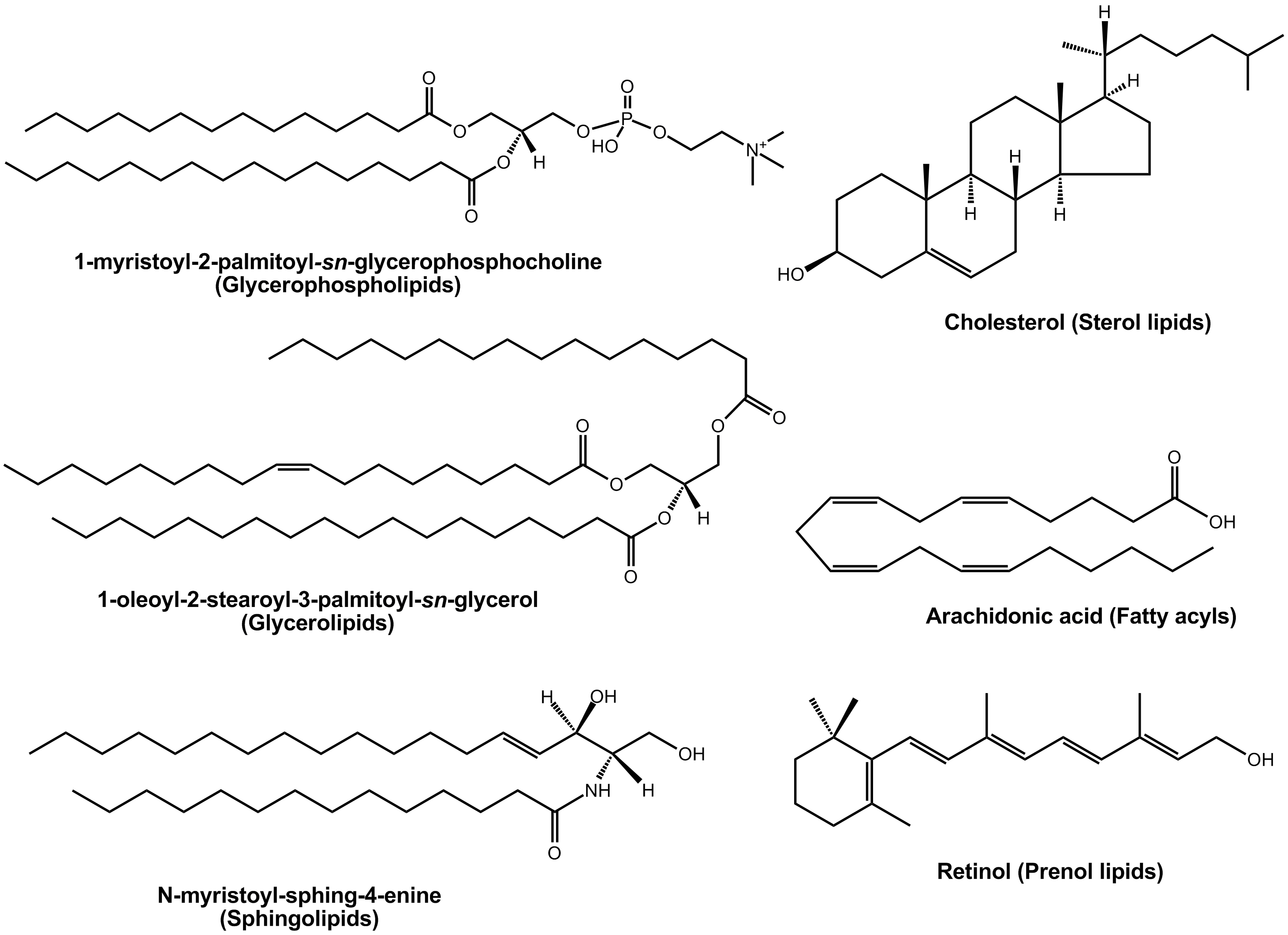 File:Lipid examples.png - Wikimedia Commons