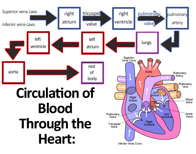 File:Circulation of Blood Through the Heart.jpg - Wikimedia Commons