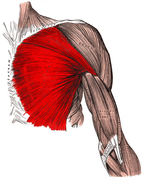 how to stretch pec major