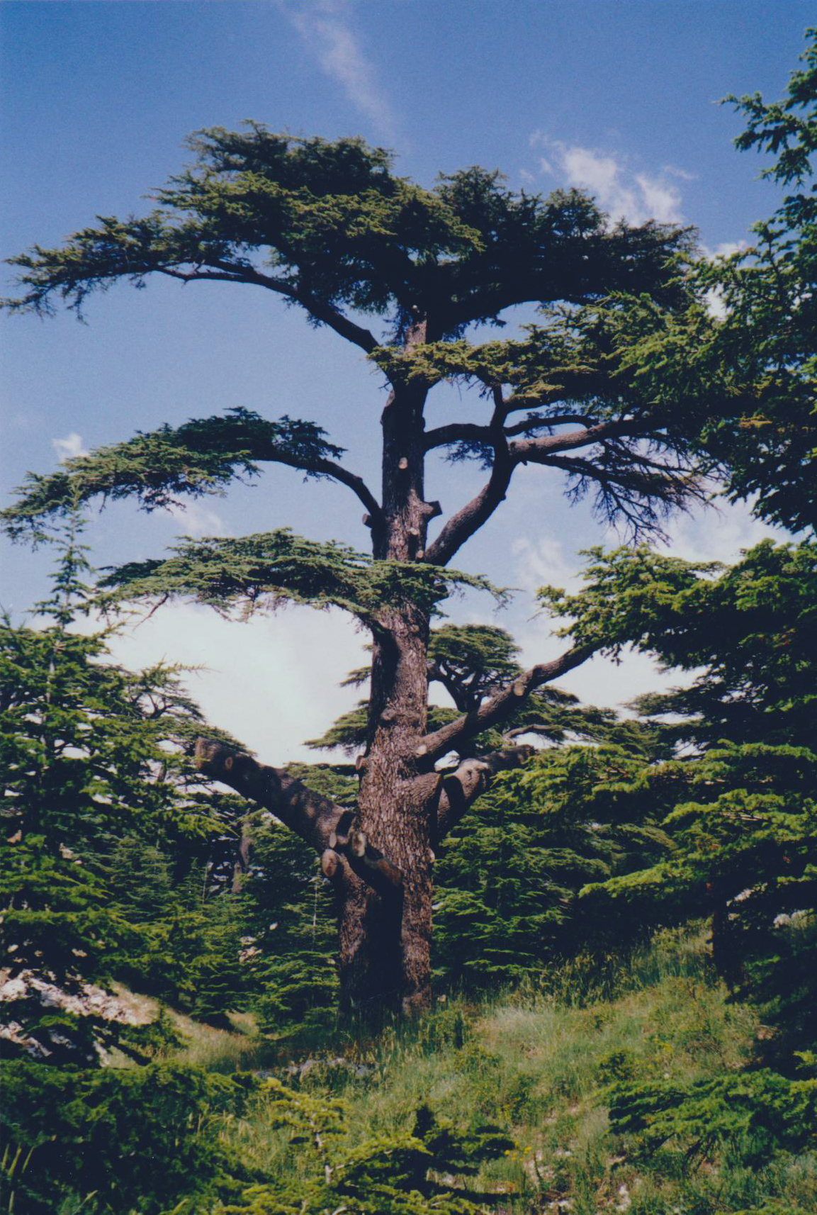 Cedrus libani - Wikipedia, la enciclopedia libre