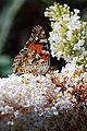 * Nomination Vanessa cardui -- Pro2 11:17, 16 August 2009 (UTC) * Promotion  Comment The bytterfly looks very good to me, but to me the image might benefit of some of the blurry flowers in the foreground being cropped off. But Im no expert. --Korall 21:27, 16 August 2009 (UTC) Comment Torn over this one: love the butterfly, hate the distracting and unbalancing background flower --Vladanr 09:35, 17 August 2009 (UTC)  Support Agree about the background/foreground, but the excellent quality of the butterfly lets me forget about this; after all, this is QI and not FP. -- H005 17:31, 26 August 2009 (UTC)