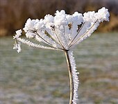 Hoarfrost.