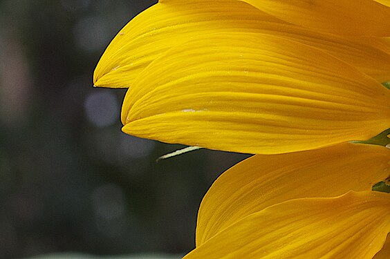 A color I love greatly, this yellow of sunflower petals