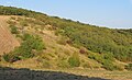 Čeština: Přírodní rezervace Zázmoníky u Bořetic, okres Břeclav, ČR English: Nature reserve Zázmoníky near Bořetice in Břeclav District, Czech Republic