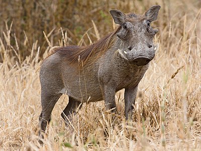 Phacochoerus africanus (Common Warthog)