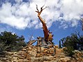 Bristlecone Pine, White Mountains, California.