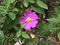 Cistus symphytifolius