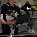 Small Medimurje Dog, brindle & white