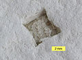 Halite crystal mold in the Paadla Formation (Silurian), Saaremaa, Estonia.