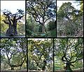 Thumbnail for File:Six-named-oaks-savernake.jpg