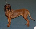 Bavarian Mountain Scenthound, deer red