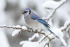 Трэцяе месца: A Blue Jay (Cyanocitta cristata) in Algonquin Provincial Park, Canada. Mdf (GFDL)