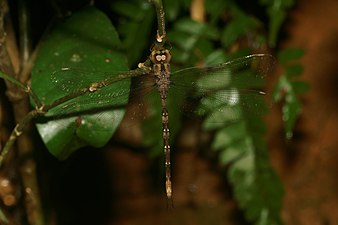 Gynacantha dravida, female