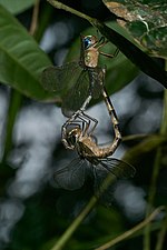 Brown darner Gynacantha dravida mating