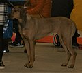 Rhodesian Ridgeback