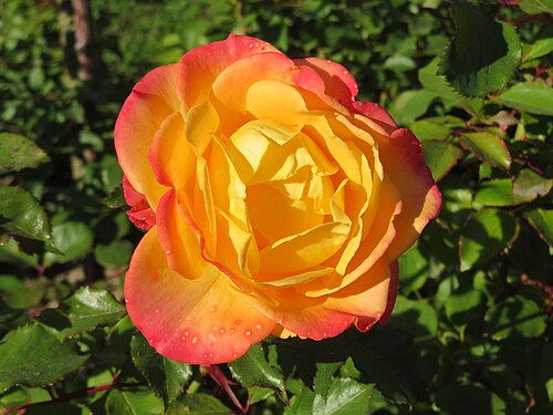 Rose in Germany