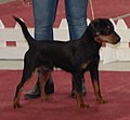 German Hunting Terrier, black & tan