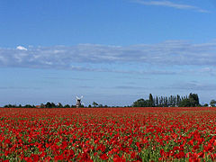 20.7.08 Klatschmohn