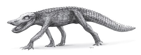 April 29: Reconstruction of Anatosuchus minor.