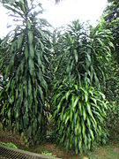 Dracaena fragrans