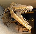 Mosasaur skeleton (Cretaceous); Natural History Museum of Maastricht, The Netherlands.