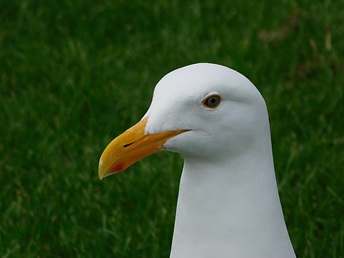 Beak of a seagull, San Francisco, CA, USA