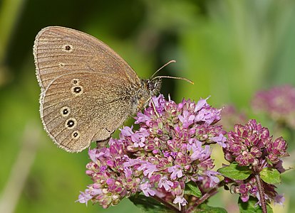 Aphantopus hyperantus (Ringlet)