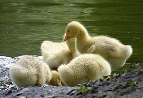 Goslings