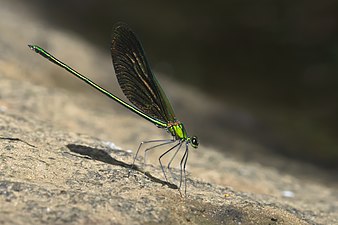 Stream Glory Neurobasis chinensis, male