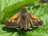 Adult, dorsal view.