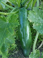 Courgette