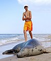 Grey seal on the beach in Niechorze