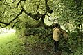 Weeping golden ash - Fraxinus excelsior Var. Aurea pendula