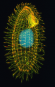 March 27: The single-celled ciliate Tetrahymena thermophila, whose genome was published in 2006. .