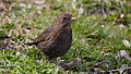 Amsel, Weibchen - Turdus merula, in Vogelstang