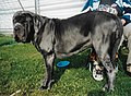 Neapolitan Mastiff, grey