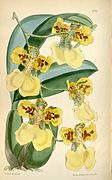 Oncidium marshallianum Gomesa marshalliana