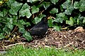 * Nomination turdus merula searching for worms, by Stulli 14:25, 19 April 2008 (UTC) * Promotion Good portrait of a rather difficult bird to photograph (small, flitty, nervous). Arria Belli 11:54, 20 April 2008 (UTC)