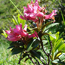 Rhododendron ferrugineum