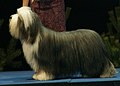 Bearded Collie, grey & white