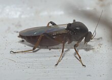 Palpomyia P1310910b.jpg