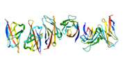 Thumbnail for File:CD84 protein.png