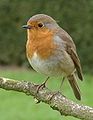 Italiano: Pettirosso Erithacus rubecula