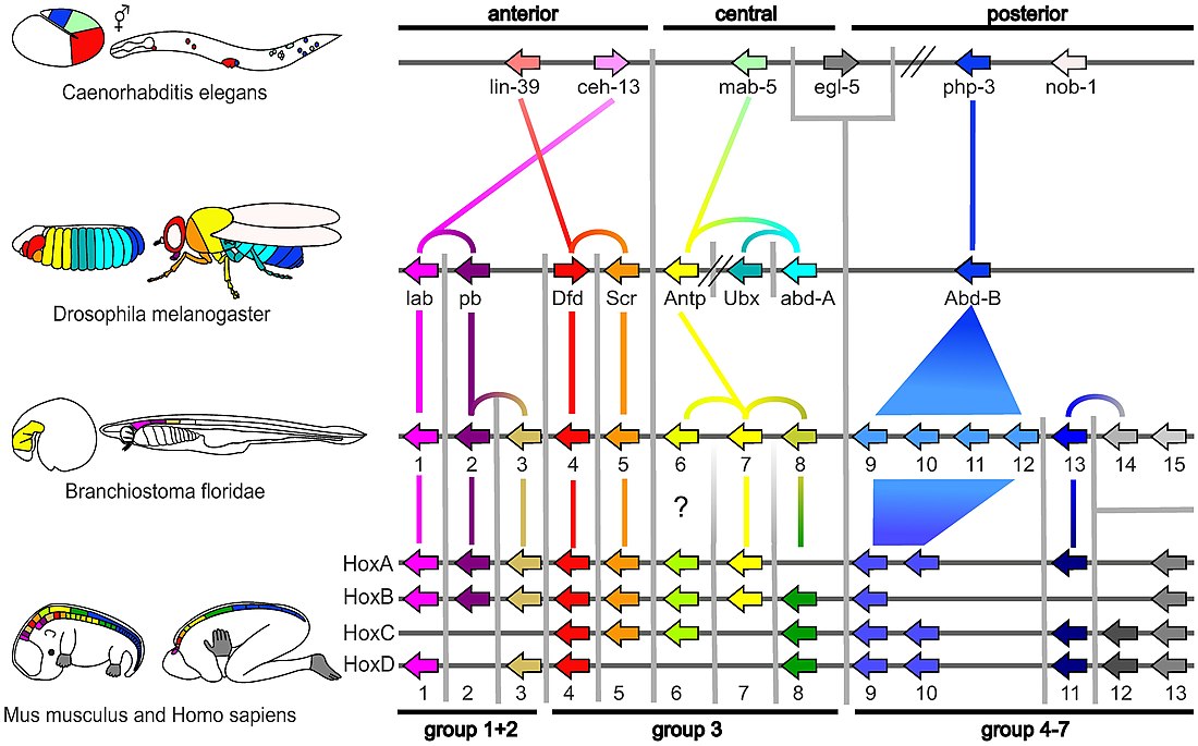 Evolutionary developmental biology