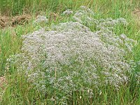 Gypsophila paniculata