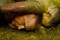 Two Marines fighting each other during a Marine Corps Martial Arts Program training