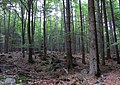 Čeština: Přírodní rezervace Na skalách, nedaleko Rožmitálu pod Třemšínem v okrese Příbram (ČR) English: Nature reserve Na skalách, near Rožmitál pod Třemšínem in Příbram District (Czech Republic)